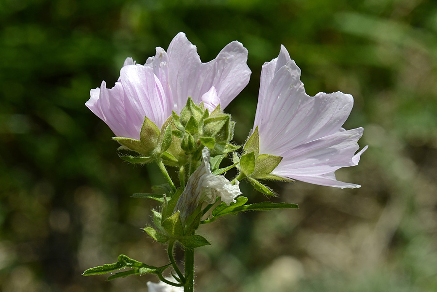 Malva alcea / Malva alcea